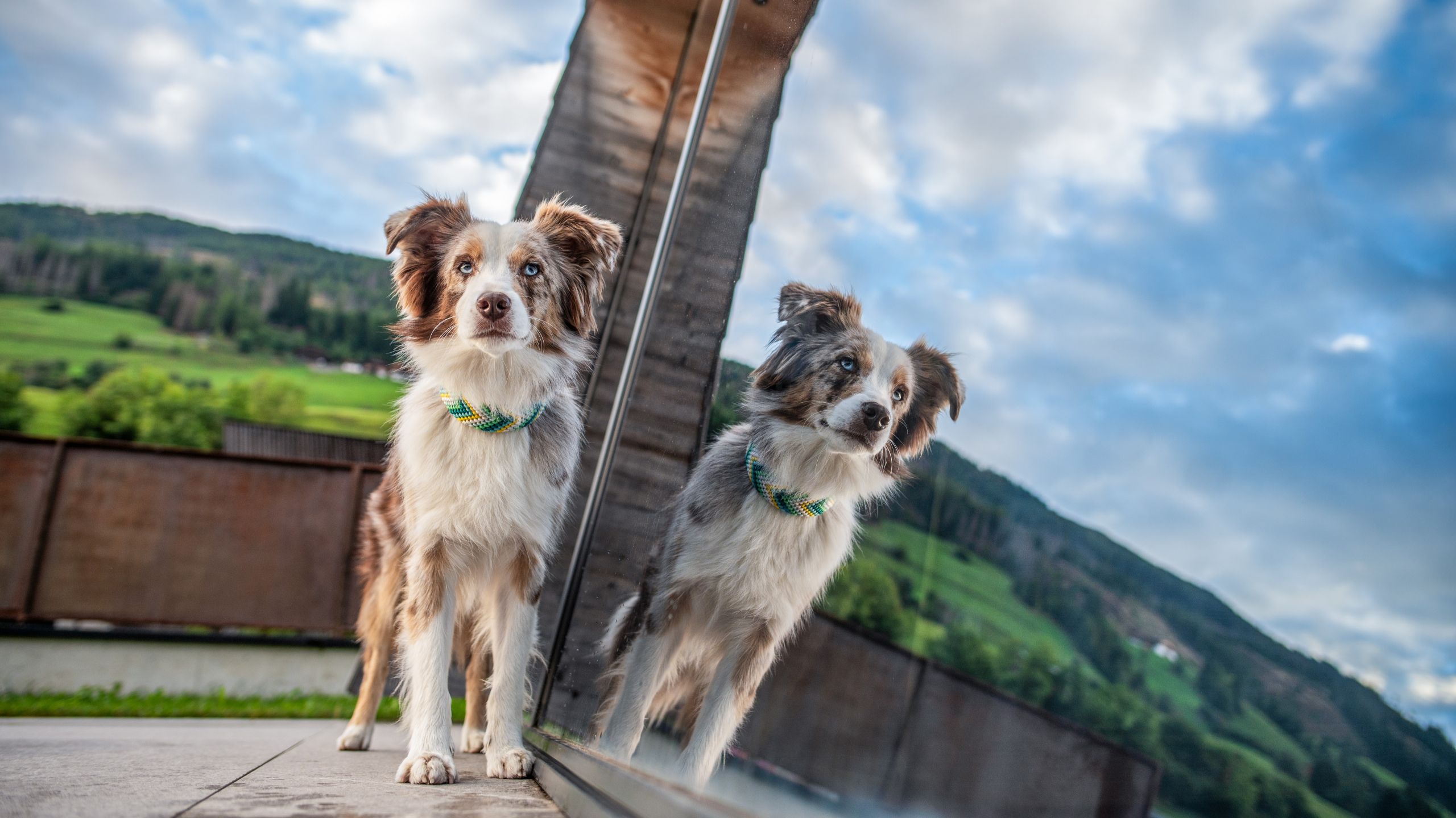 Hund auf der Terrasse des Apartmenthotel Dolomit Royal in den Alpen – Spiegelung in Glasfassade mit Bergpanorama, blauer Himmel und grüner Landschaft im Hintergrund – Haustierfreundliches Apartmenthotel in Osttirol.