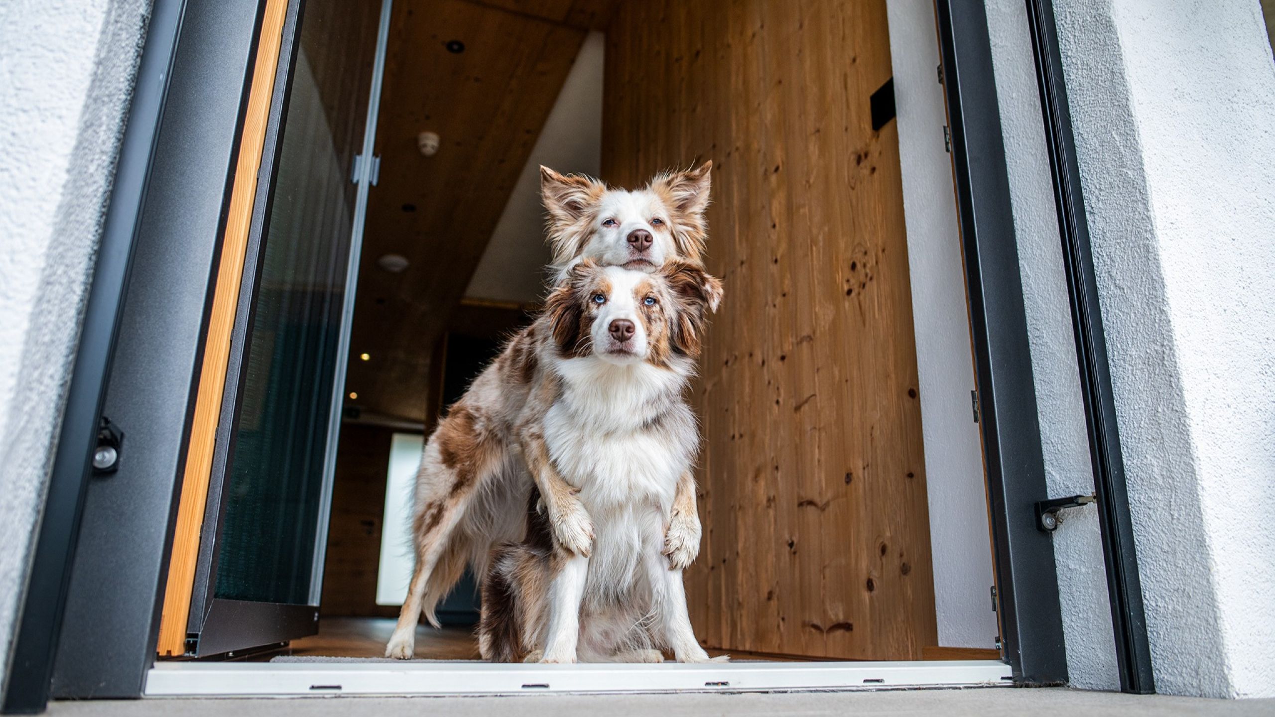 Zwei Hunde im Apartmenthotel Dolomit Royal in Osttirol – ein Hund umarmt den anderen im Eingang eines modernen Chalets mit Holzinterieur. Haustierfreundlicher Urlaub in den Alpen.